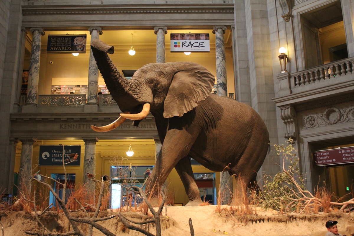 National Museum of Natural History