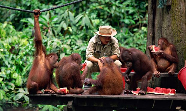 Sepilok Orangutan Rehabilition Center in malaysia