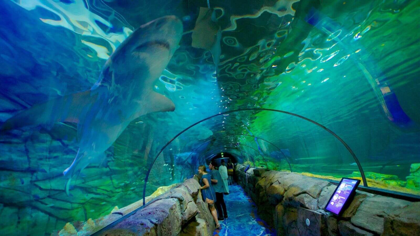 Tempat Wisata Sydney Australia - Sydney Aquarium