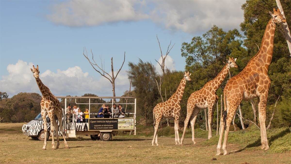 Tempat Wisata Terbaik di Melbourne - Werribee Open Range Zoo