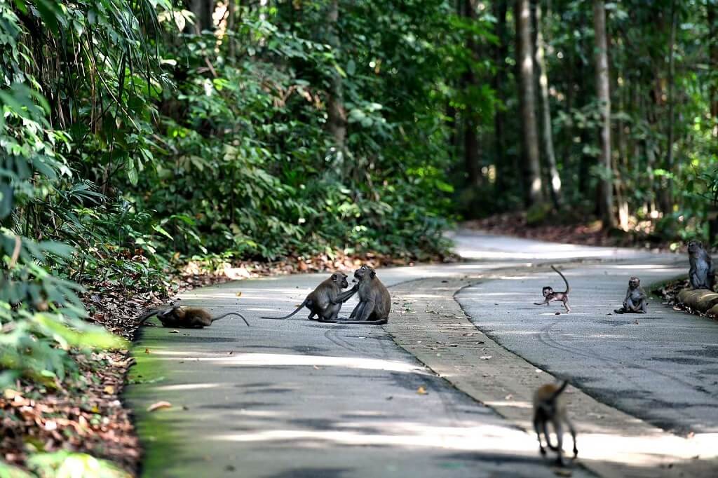 Bukit Timah Nature Reserve - Gambar dan Foto Tempat Wisata Terbaik di Singapura