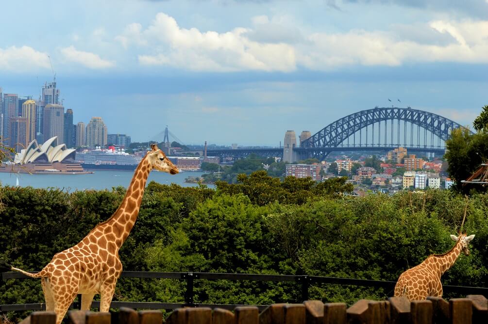 Tempat Wisata Sydney Australia - Taronga Zoo