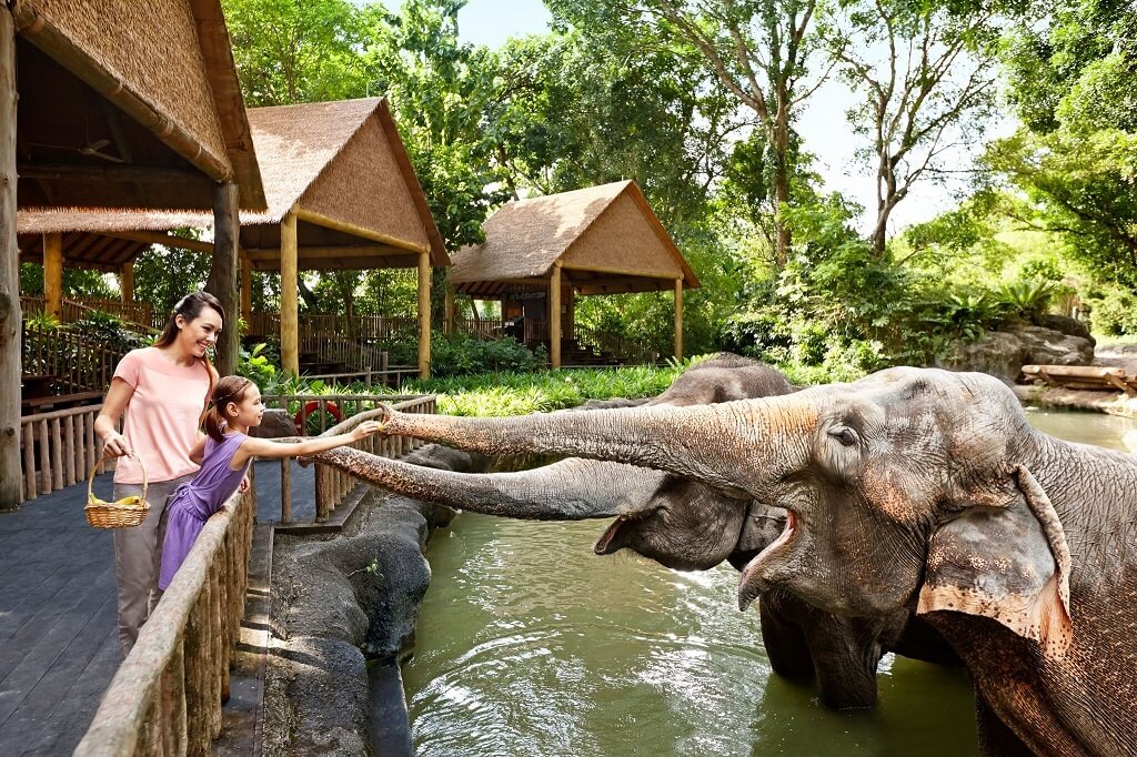 Singapore Zoo - Gambar dan Foto Tempat Wisata Terbaik di Singapura