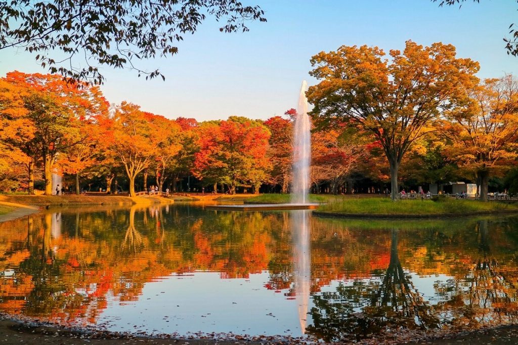 Tempat Wisata Terkenal di Tokyo - Yoyogi Park - Taman Yoyogi