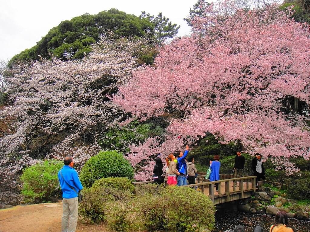 Tempat Wisata Terkenal di Tokyo - Shinjuku Gyoen National Garden