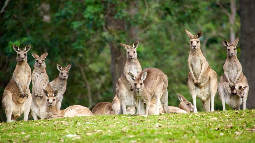 Lone Pine Koala Sanctuary - Tempat Wisata Terbaik di Brisbane Australia