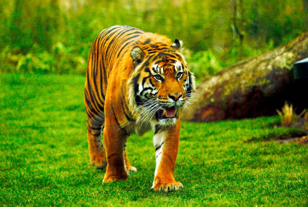Tempat Wisata Terbaik di London Inggris - London Zoo - Kebun Binatang London