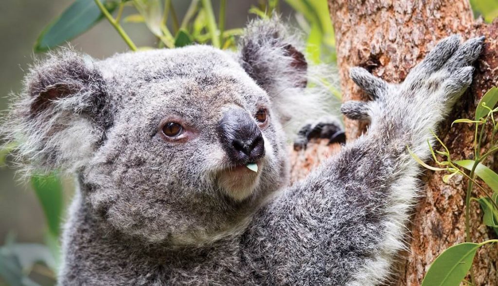 Tempat Wisata Terkenal di Perth - Perth Zoo - Kebun Binatang Perth