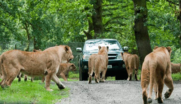 Top Tourist Attractions in Liverpool England - Knowsley Safari Park