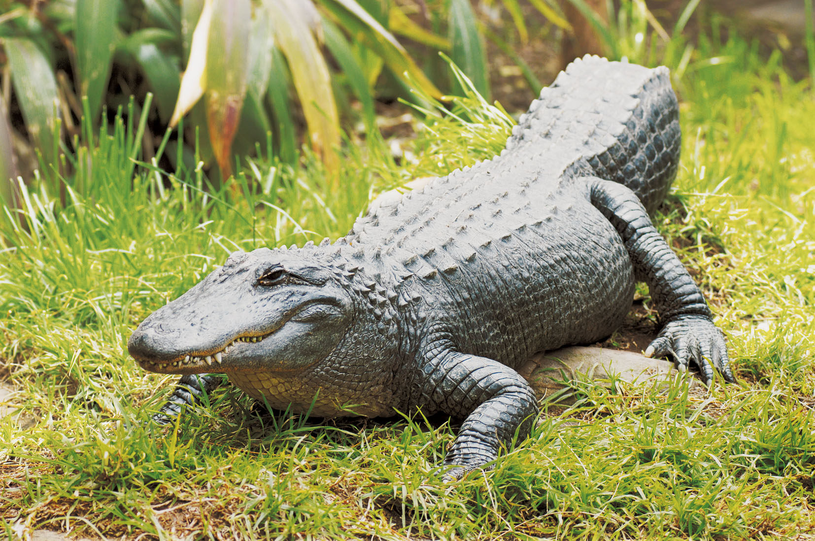 Tempat Wisata Terkenal di Adelaide - Gorge Wildlife Park