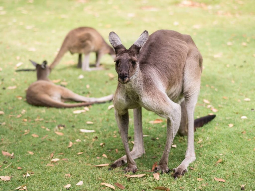 Tempat Wisata Terkenal di Perth - Caversham Wildlife Park