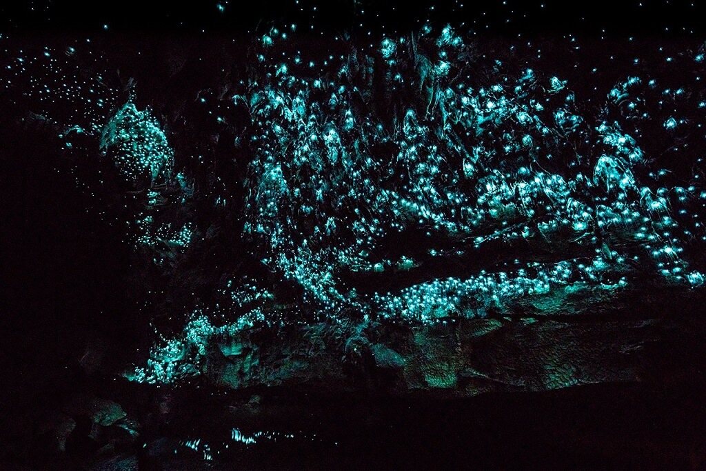 Waitomo Caves - Gambar Foto Tempat Wisata Favorit di Selandia Baru - New Zealand
