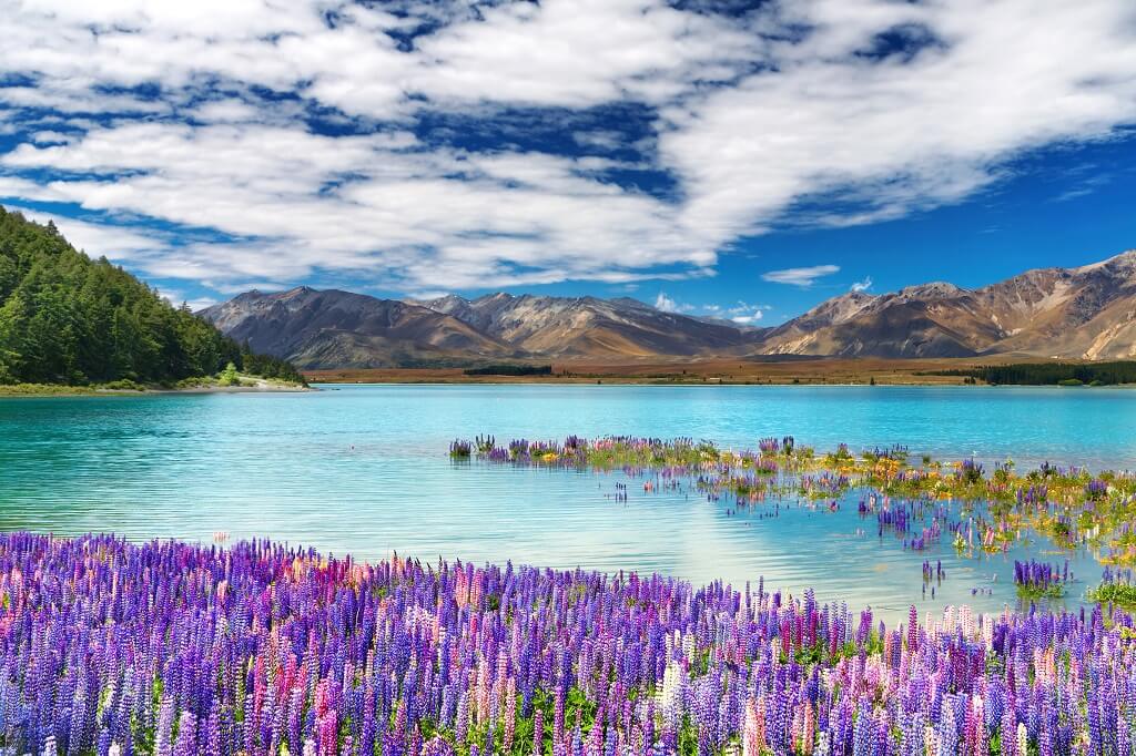 Danau Tekapo - Gambar Foto Tempat Wisata Favorit di Selandia Baru - New Zealand
