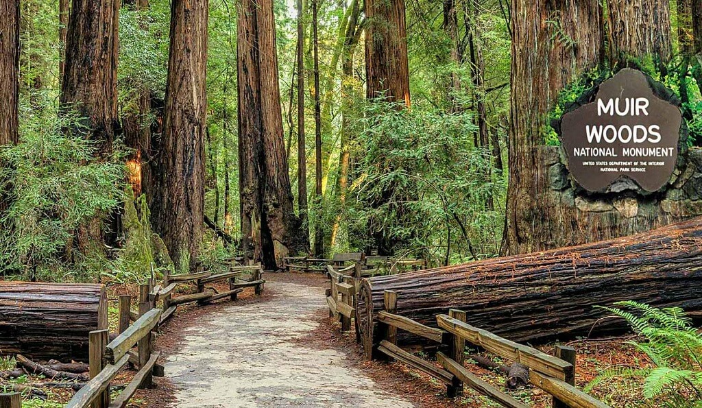Muir Woods National Monument - Pictures and Photos of the Best Tourist Attractions in San Francisco USA