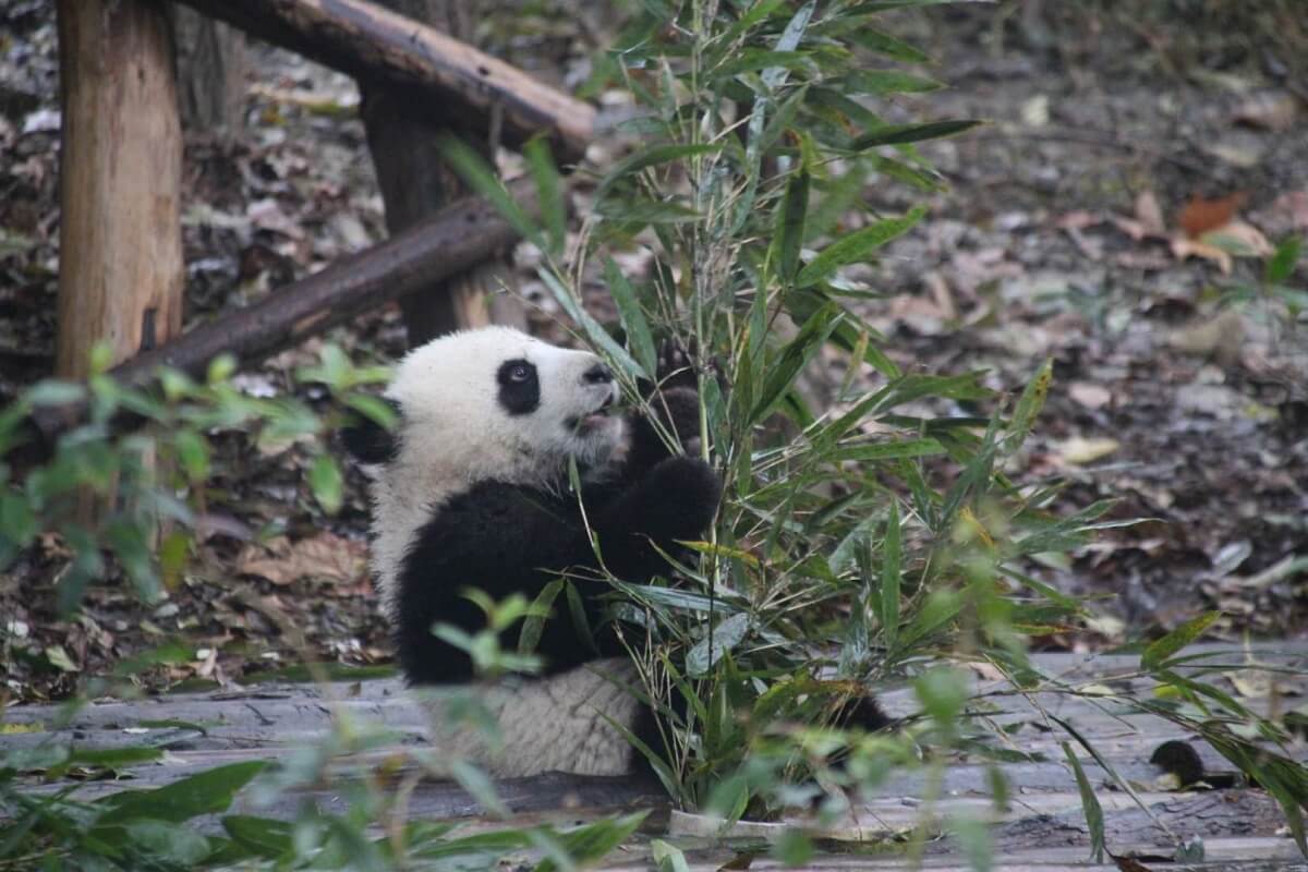 Shanghai Zoo - Gambar Foto Tempat Wisata Terkenal di Shanghai China