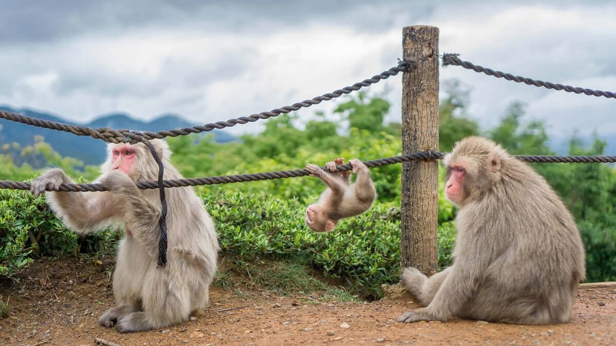 Arashiyama Monkey Park Iwatayama - Gambar Foto Tempat Wisata Terkenal di Kyoto Jepang