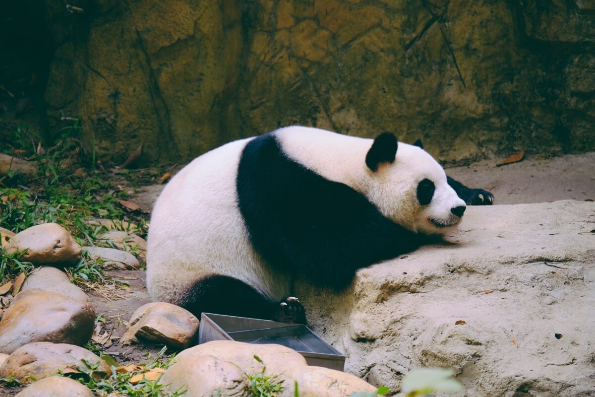 Beijing Zoo - Gambar Foto Tempat Wisata Terkenal di Beijing China