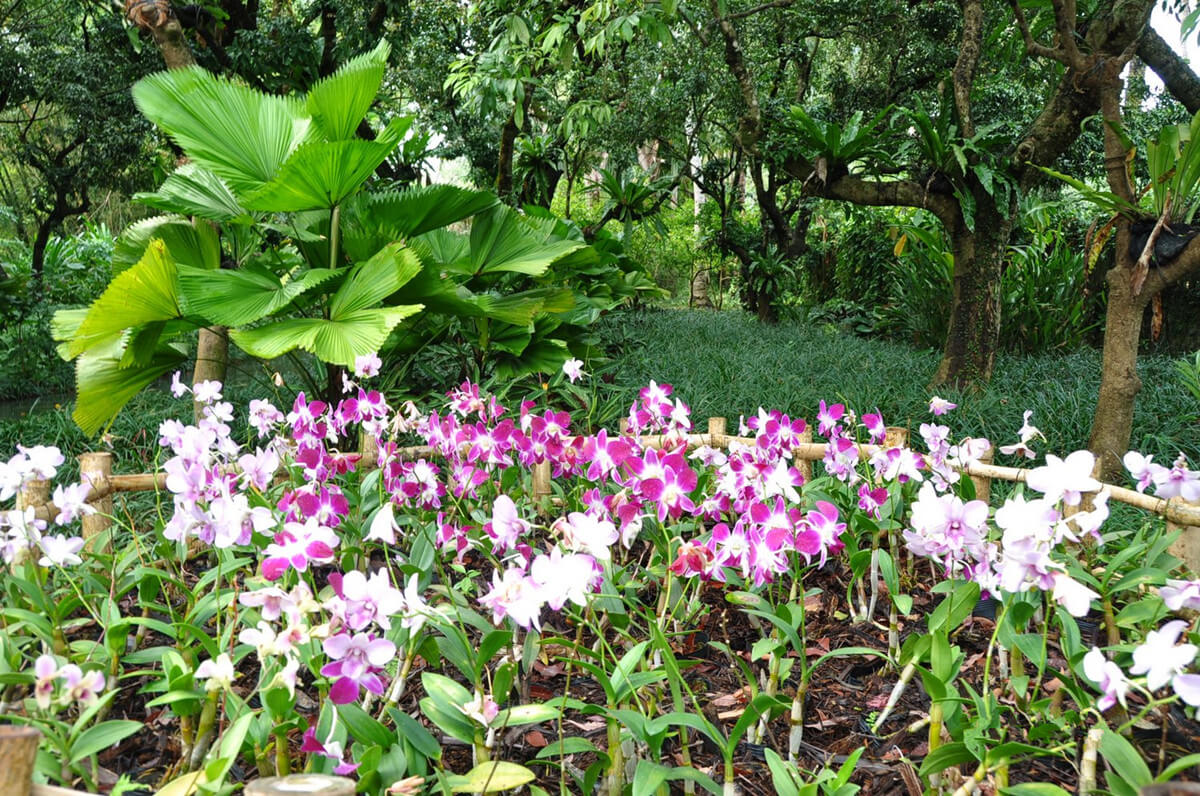 Xinglong Tropical Botanical Garden - Gambar Foto Tempat Wisata Terkenal di Hainan China