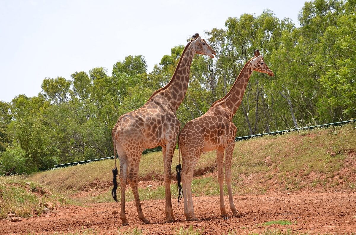 National Zoo Rabat Morocco - Gambar Foto Tempat Wisata Terkenal di Maroko