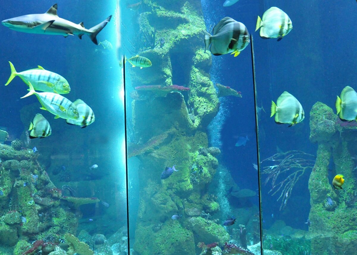 Haus des Meeres Aqua Terra Zoo - Gambar Foto Tempat Wisata Terkenal di Austria