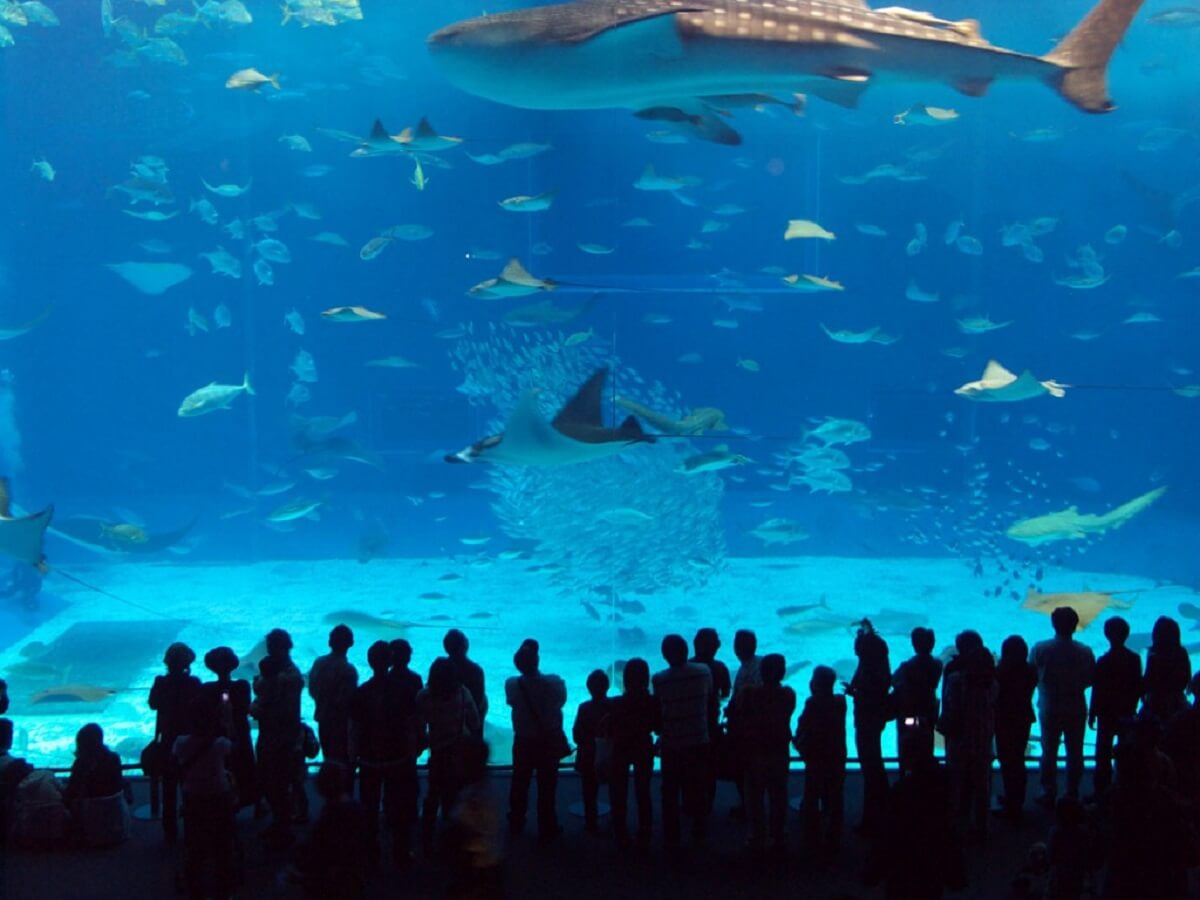 Istanbul Aquarium - Gambar Foto Tempat Wisata Terkenal dan Favorit di Turki