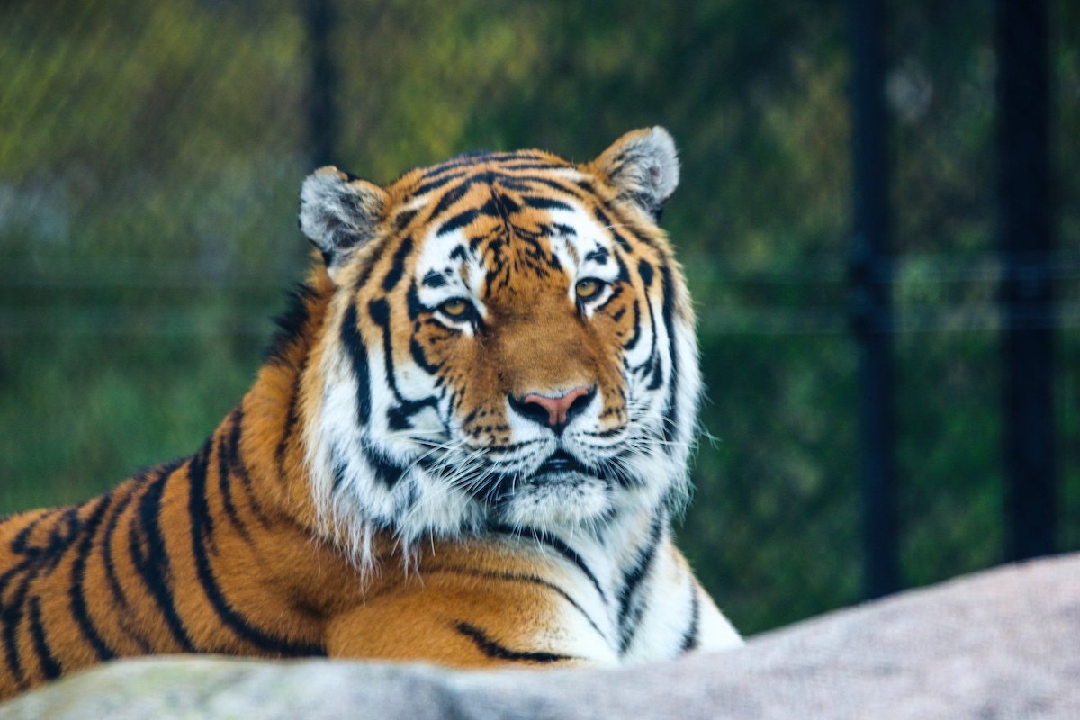 Toronto Zoo - Tempat Wisata Terkenal dan Favorit di Kanada