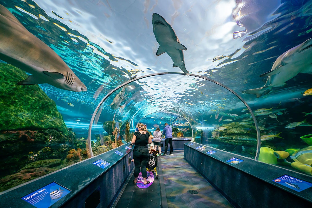 Ripleys Aquarium of Canada - Tempat Wisata Terkenal dan Favorit di Kanada