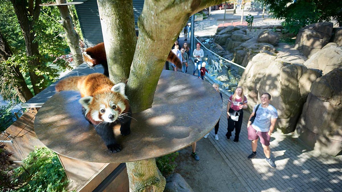 Odense Zoo - Tempat Wisata Terkenal dan Favorit di Denmark