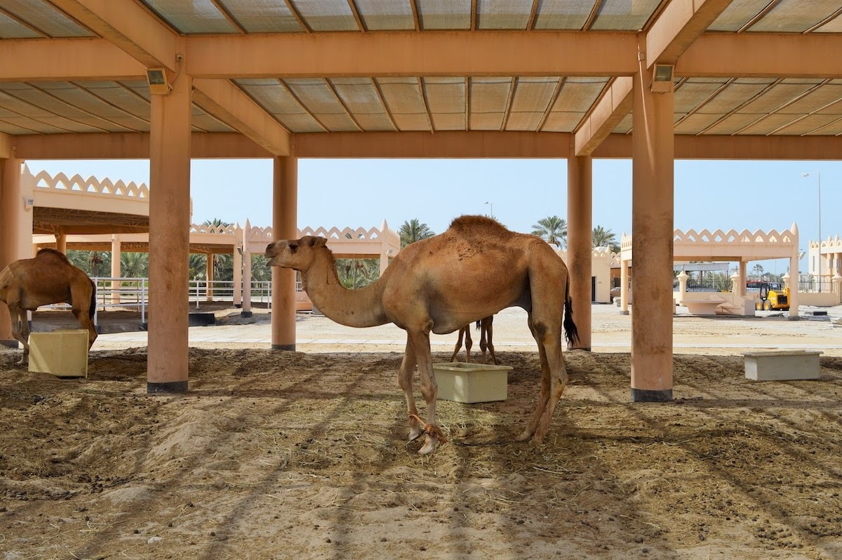 Royal Camel Farm - Tempat Wisata Favorit dan Terkenal di Bahrain