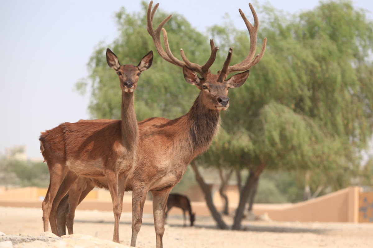 AlAreen Wildlife Park & Reserve - Tempat Wisata Favorit dan Terkenal di Bahrain