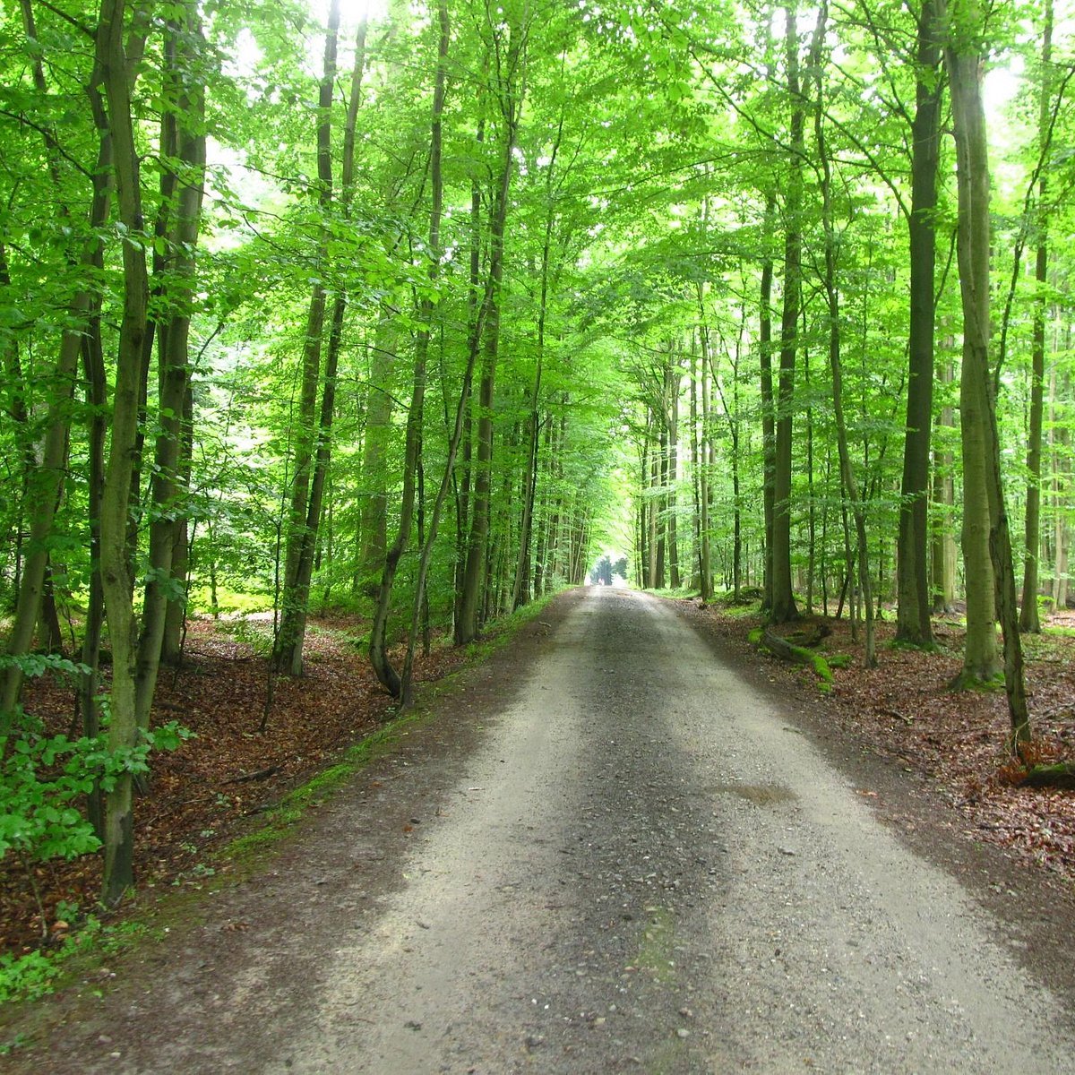 Sonian Forest - Tempat Wisata Favorit dan Terkenal di Brussel