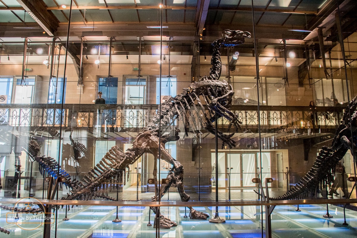 Museum of Natural Sciences - Tempat Wisata Favorit dan Terkenal di Brussel