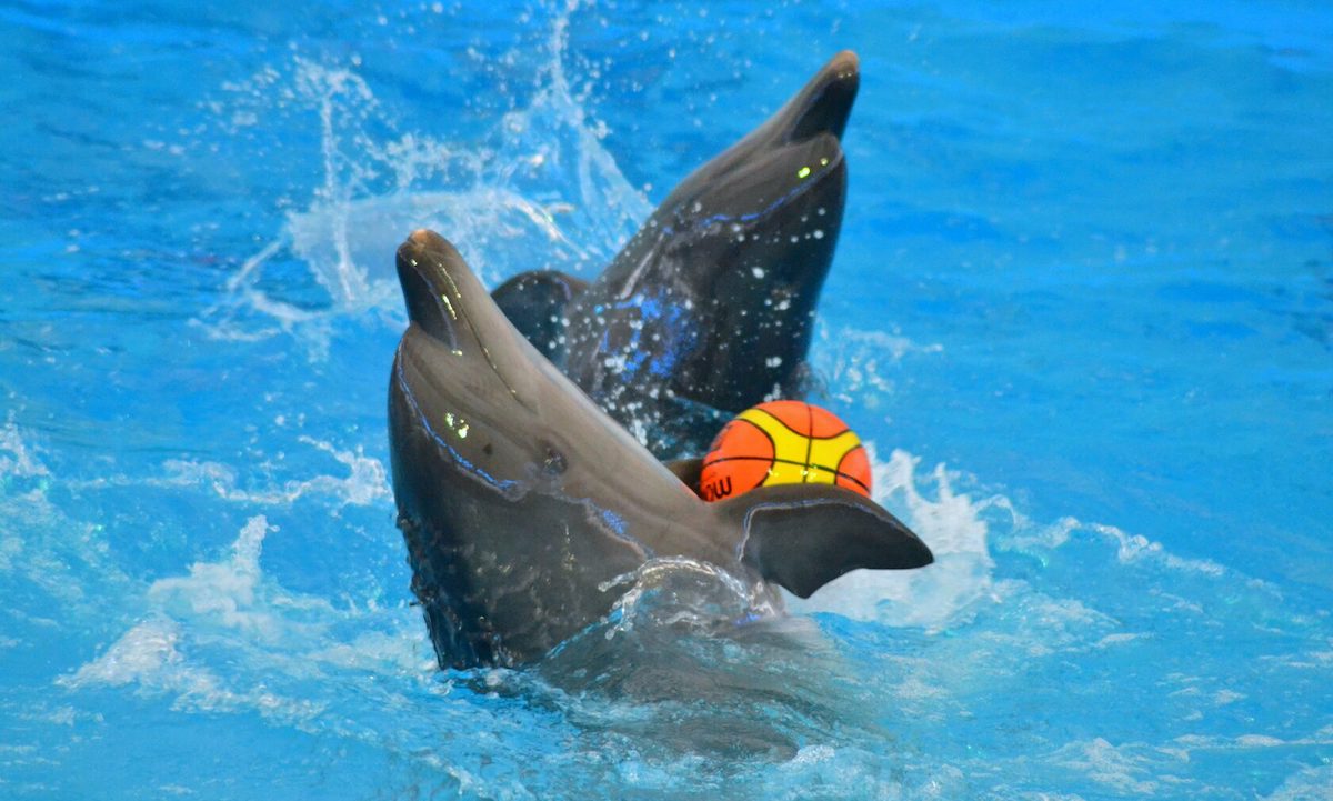 Dolphins Bay Phuket - Tempat Wisata Favorit dan Terkenal di Phuket Thailand