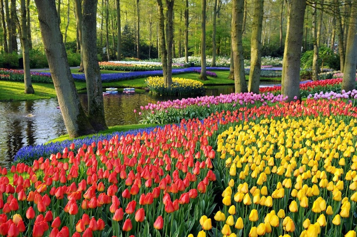 Amsterdam Tulip Museum - Tempat Wisata Favorit dan Terkenal di Amsterdam