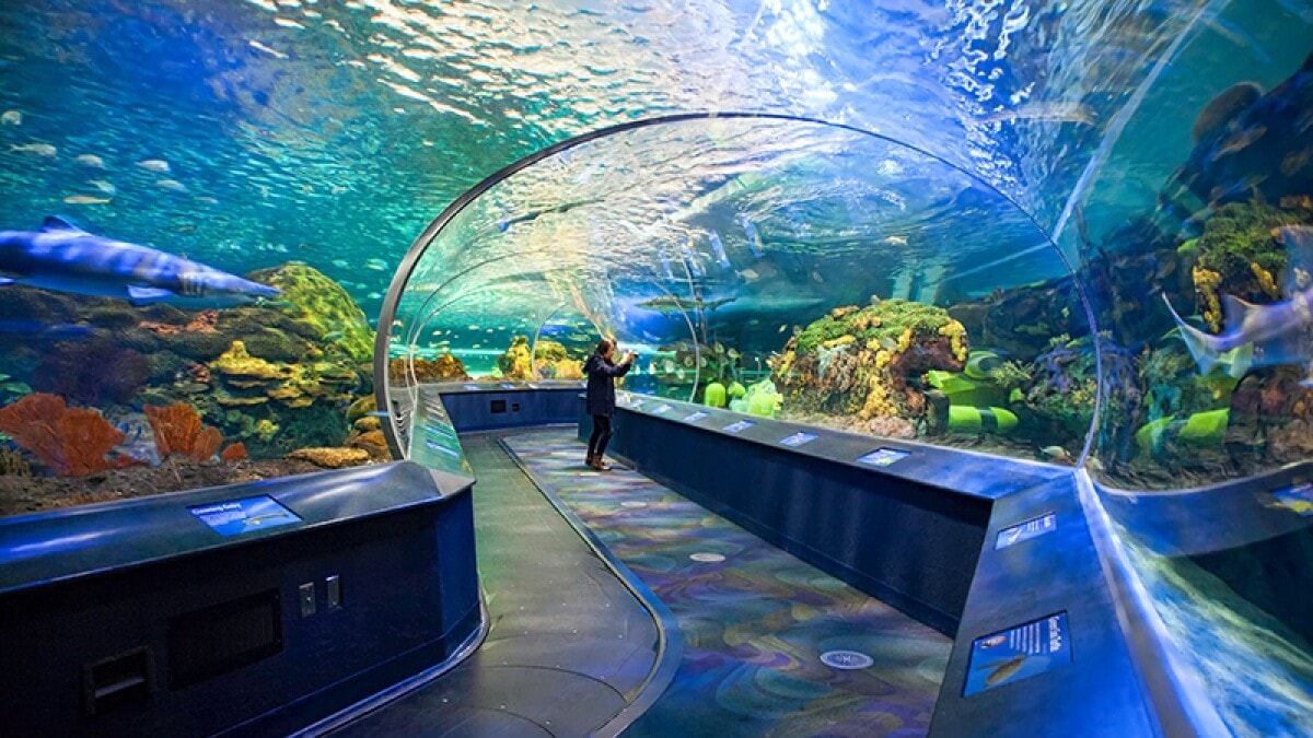 Ripley's Aquarium of Canada - Tempat Wisata Favorit dan Terkenal di Toronto