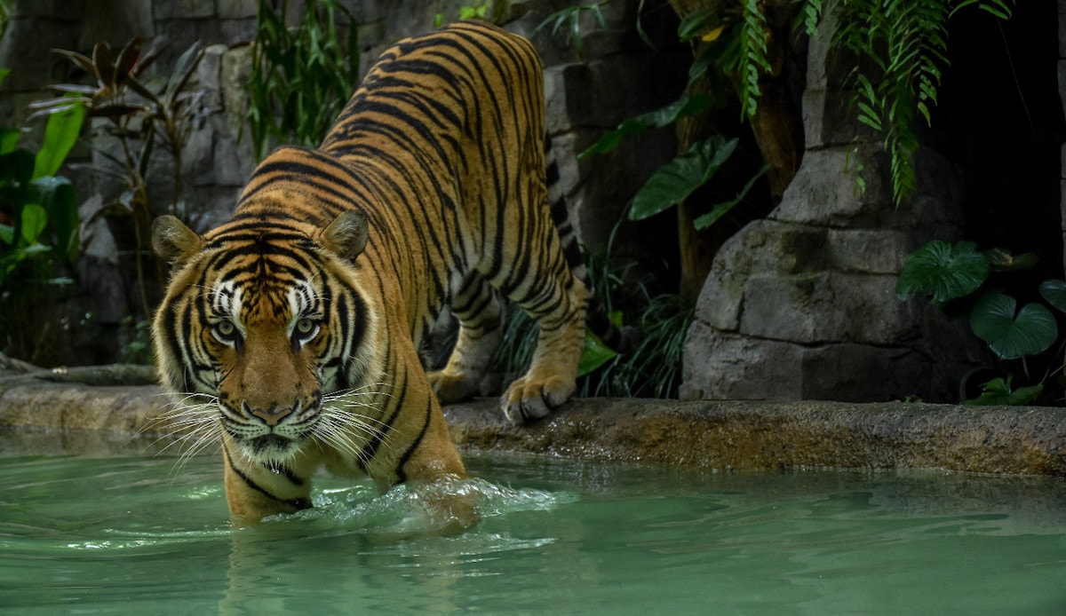 Tiger Kingdom - Phuket - Tempat Wisata Favorit dan Terkenal di Phuket Thailand