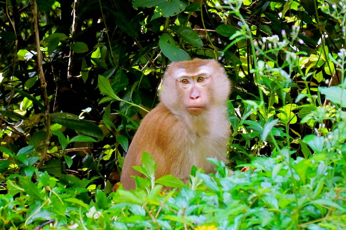 Monkey Hill - Tempat Wisata Favorit dan Terkenal di Phuket Thailand