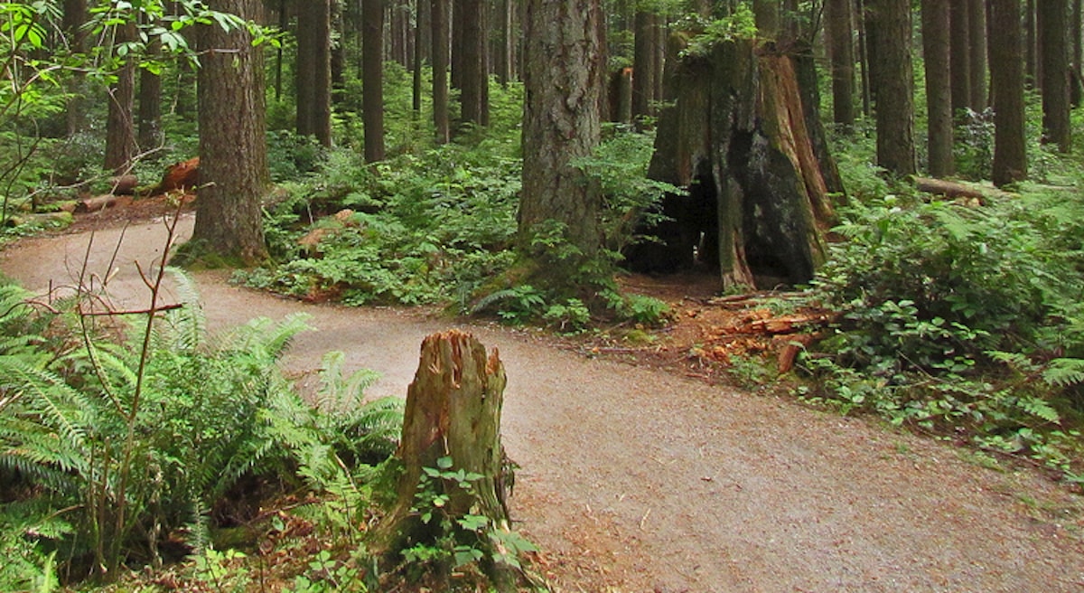 Pacific Spirit Regional Park - Tempat Wisata Favorit dan Terkenal di Vancouver