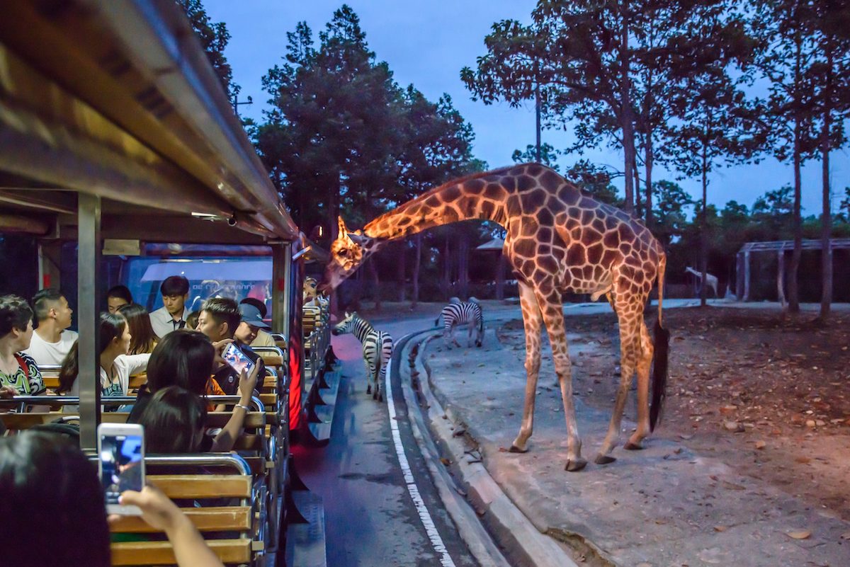 Chiang Mai Night Safari - Tempat Wisata Favorit dan Terkenal di Chiang Mai Thailand