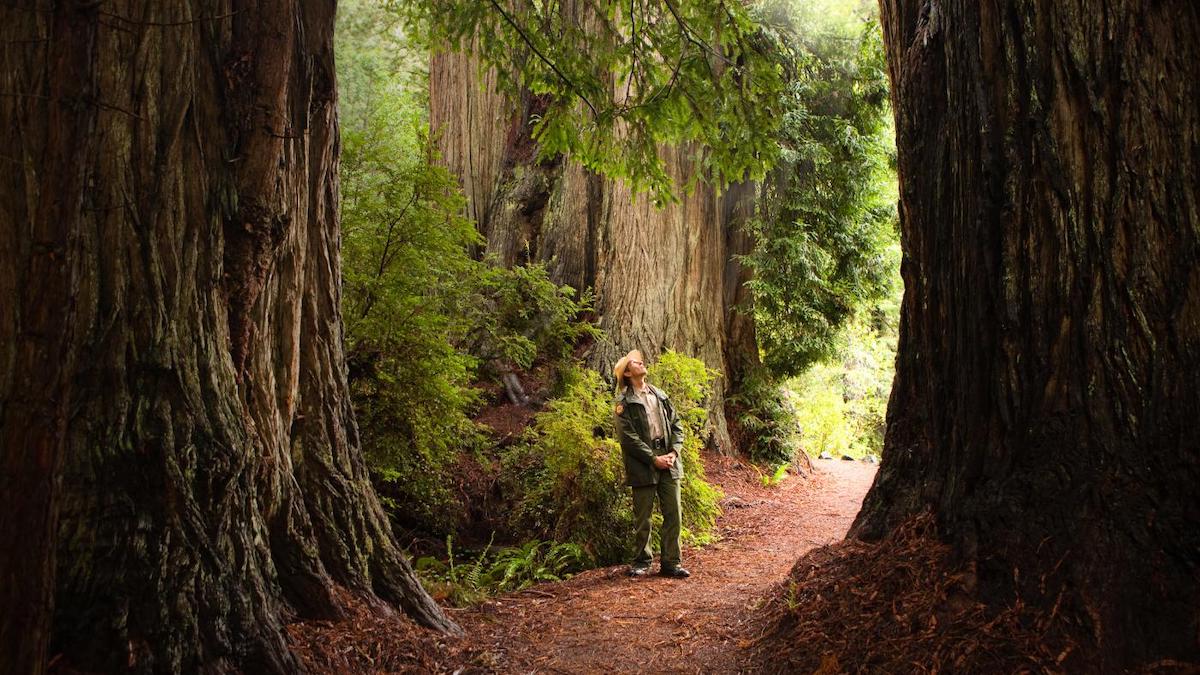 Redwood National Park - Tempat Wisata Favorit dan Terkenal di California