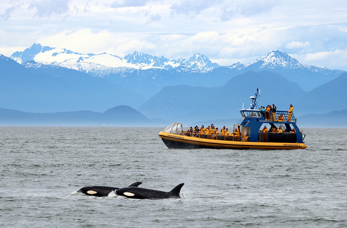 Vancouver Whale Watch - Tempat Wisata Favorit dan Terkenal di Vancouver