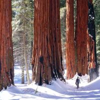 Sequoia National Park - Tempat Wisata Favorit dan Terkenal di California