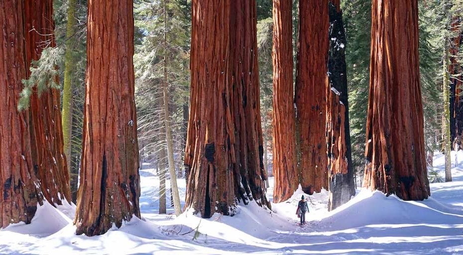 Sequoia National Park - Tempat Wisata Favorit dan Terkenal di California