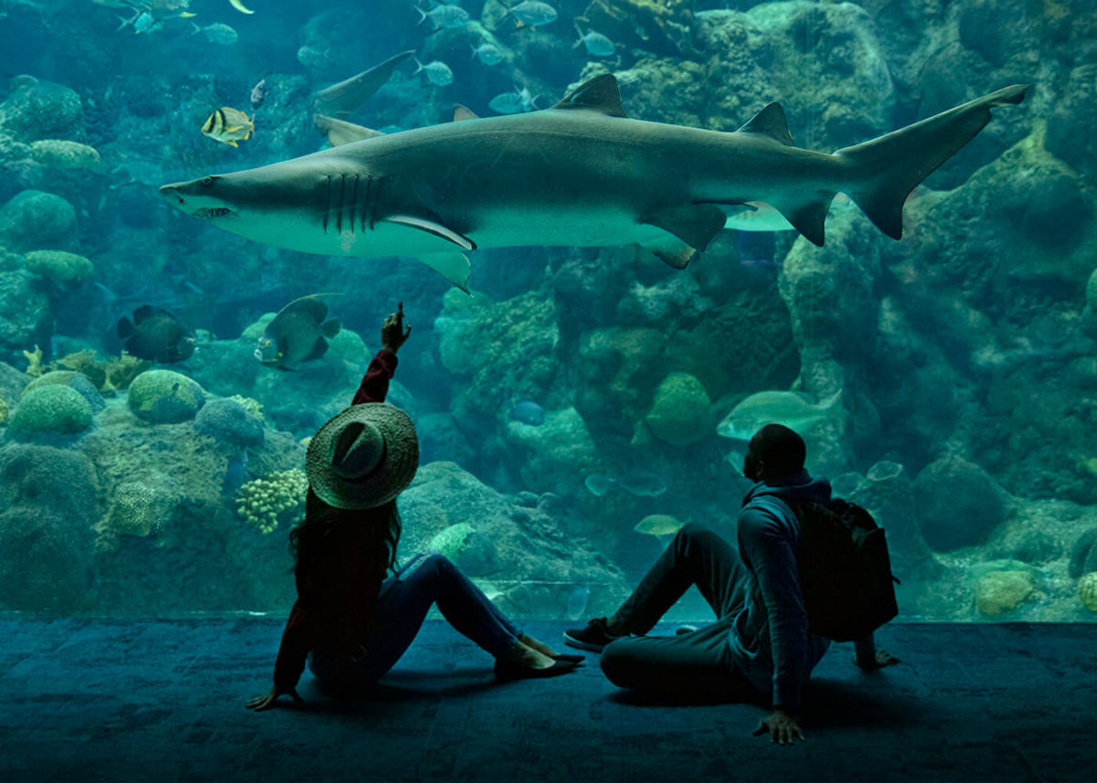 The Florida Aquarium - Tempat Wisata Favorit dan Terkenal di Florida Amerika Serikat