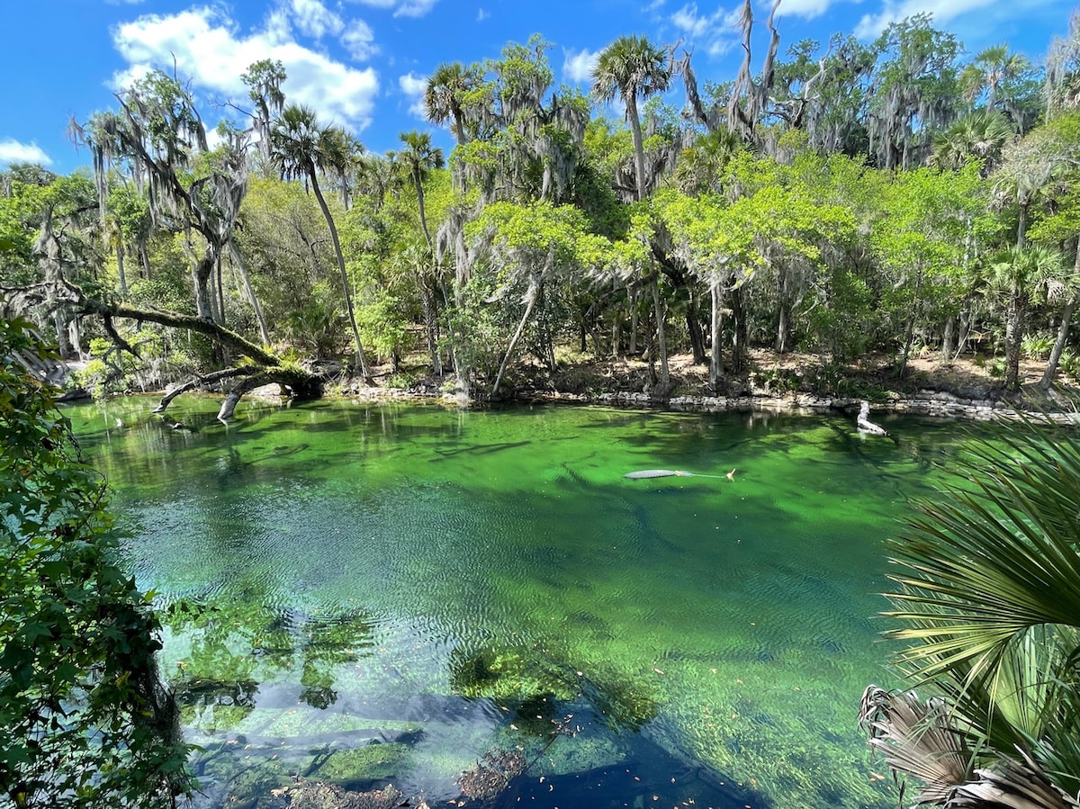 Blue Spring State Park - Tempat Wisata Favorit dan Terkenal di Florida Amerika Serikat