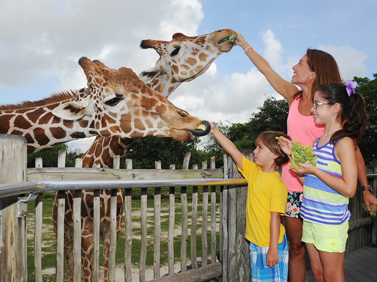 Zoo Miami - Tempat Wisata Favorit dan Terkenal di Florida Amerika Serikat