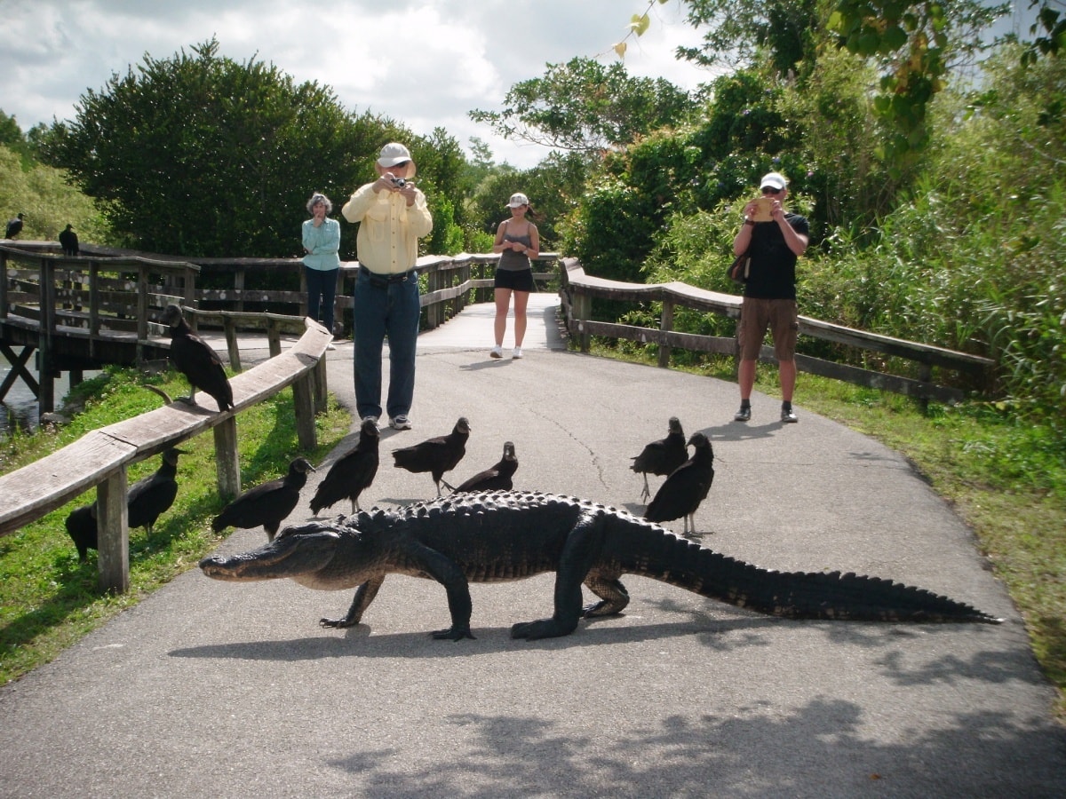 Everglades National Park - Tempat Wisata Favorit dan Terkenal di Florida Amerika Serikat