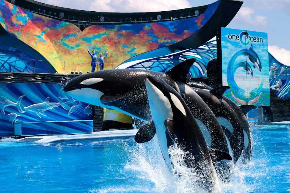 SeaWorld Orlando - Tempat Wisata Favorit dan Terkenal di Florida Amerika Serikat