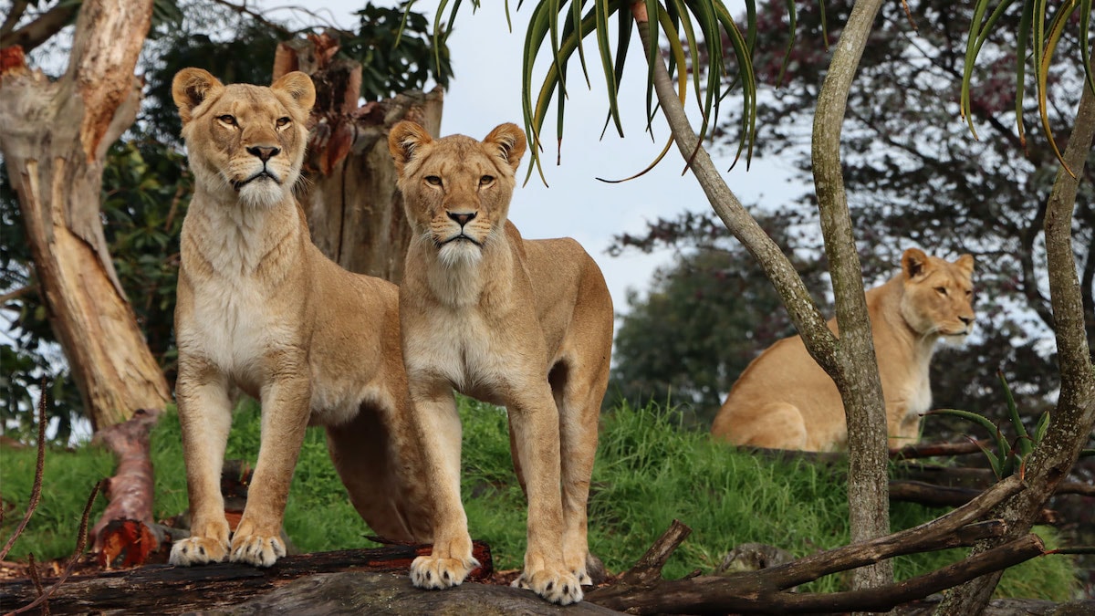 Auckland Zoo - Tempat Wisata Favorit dan Terkenal di Auckland Selandia Baru