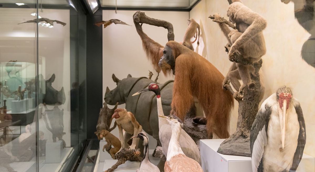 Zoological Museum of Zurich - Tempat Wisata Favorit dan Terkenal di Zurich Swiss